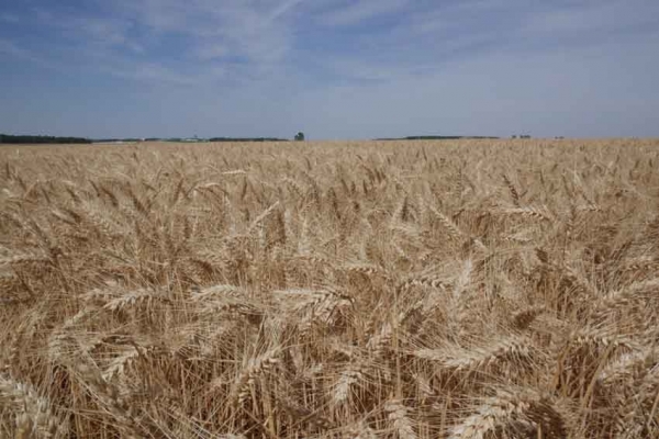 România, pe primul loc în UE la producţia de grâu, orz şi rapiţă