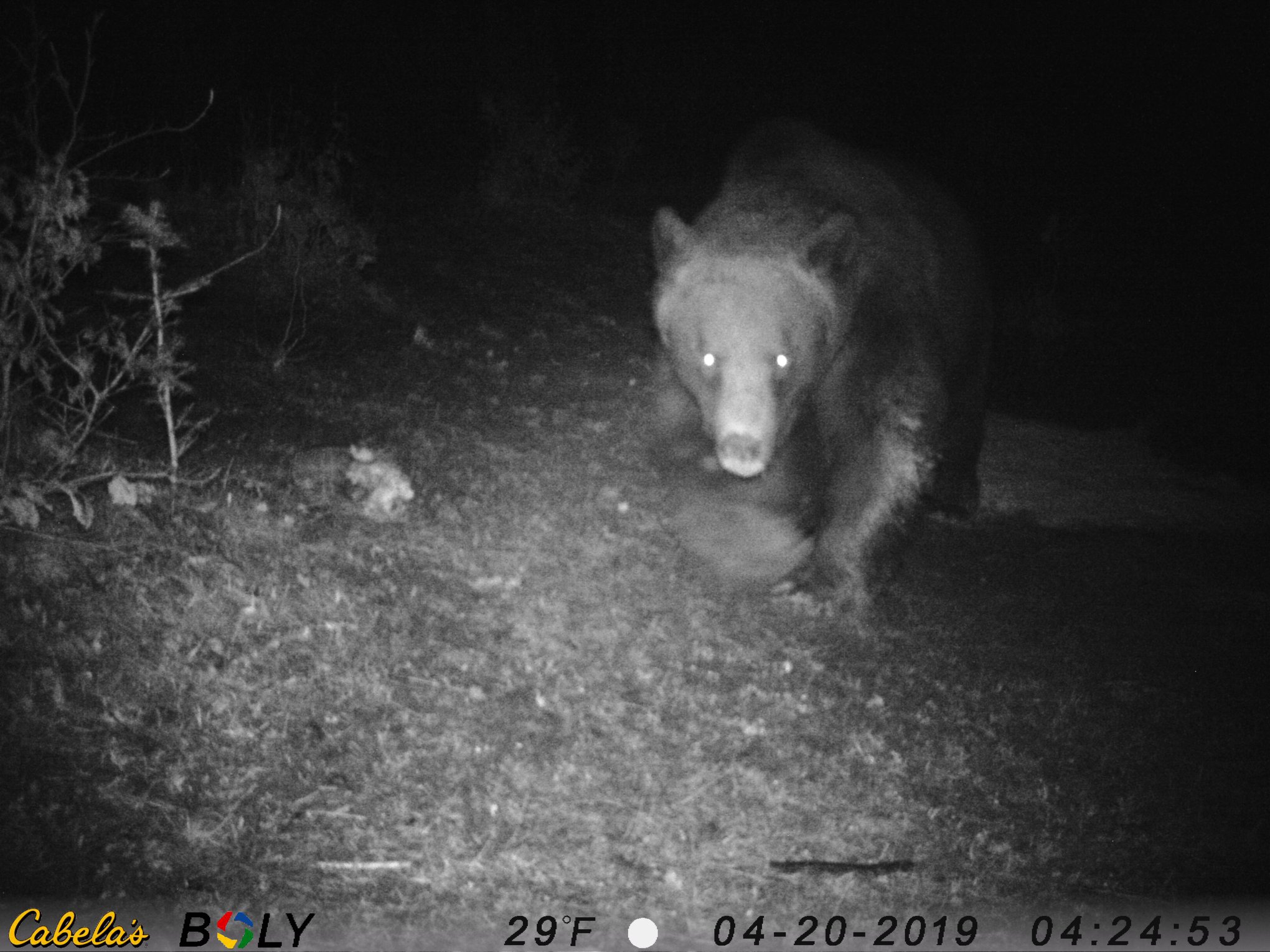 (FOTO) Ursul a început să atace animalele din gospodăriile nemțenilor