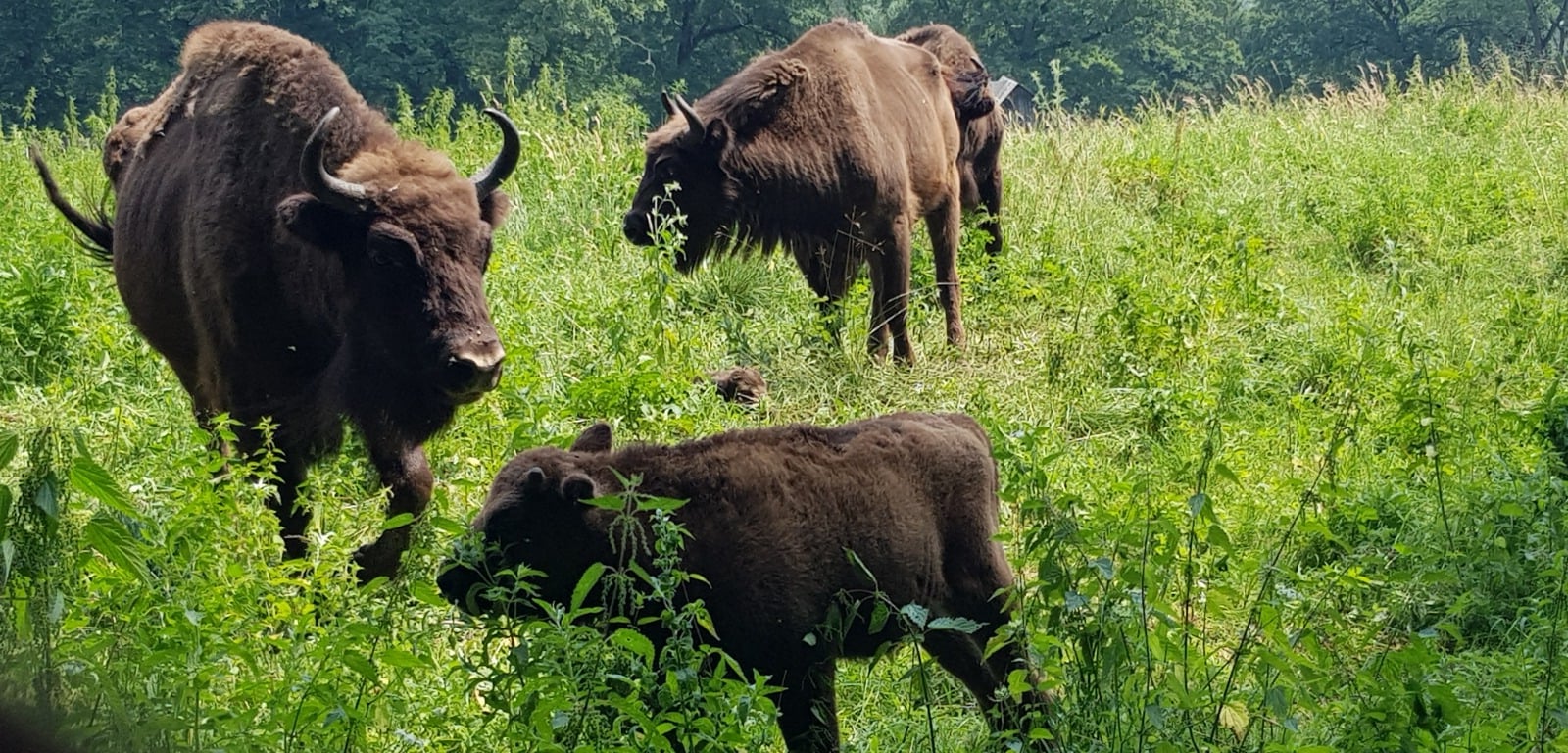 Neamţ: Se caută un nume pentru un pui de zimbru venit pe lume la Grădina Zoologică ‘Dragoş Vodă’