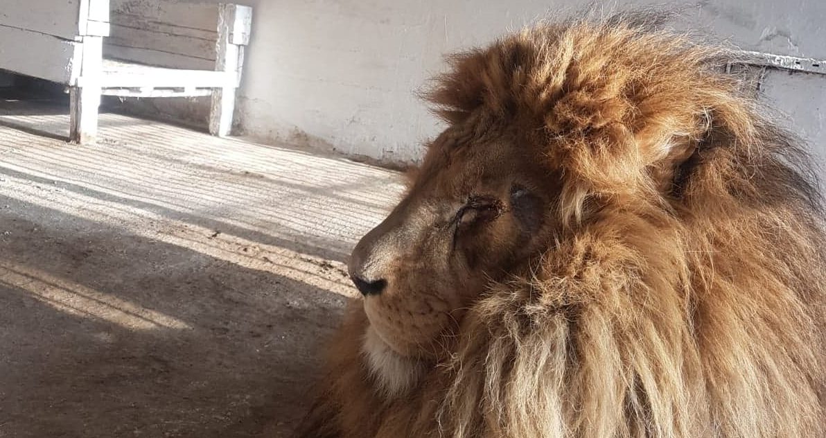 (FOTO) Animale din Ucraina, traumatizate de război, transportate la Grădina Zoologică din Rădăuţi