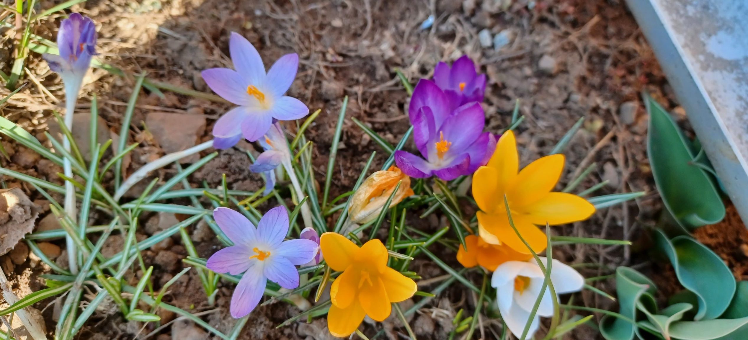 Creştinii ortodocşi şi greco-catolici celebrează Floriile