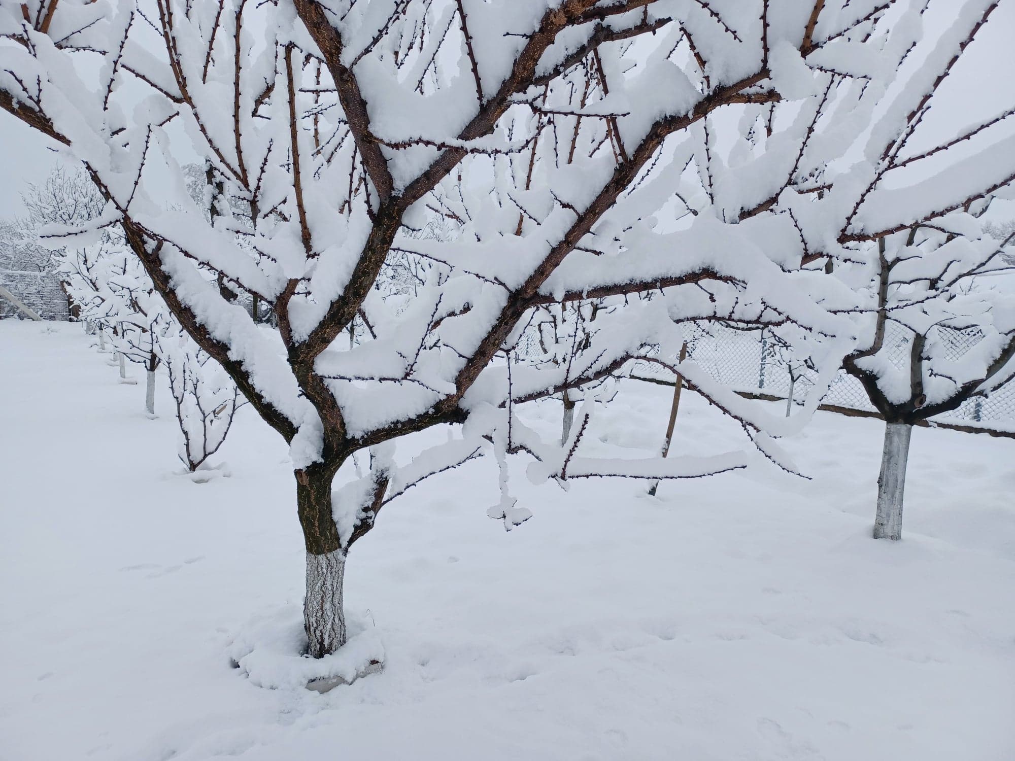 Meteorologii au prelungit codurile de vreme rece și ninsori