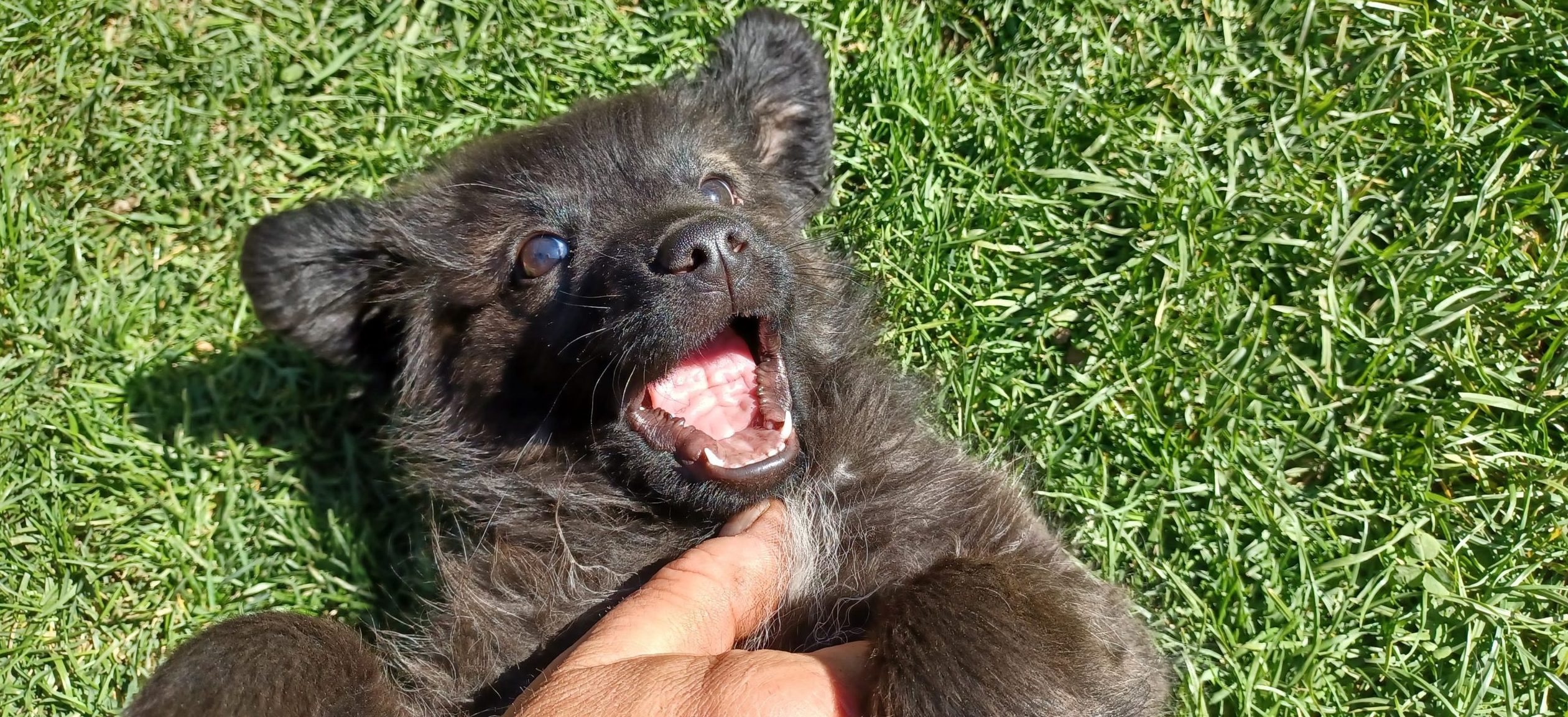 Camera Deputaţilor a majorat pedepsele şi amenzile în cazul acţiunilor de cruzime faţă de animale