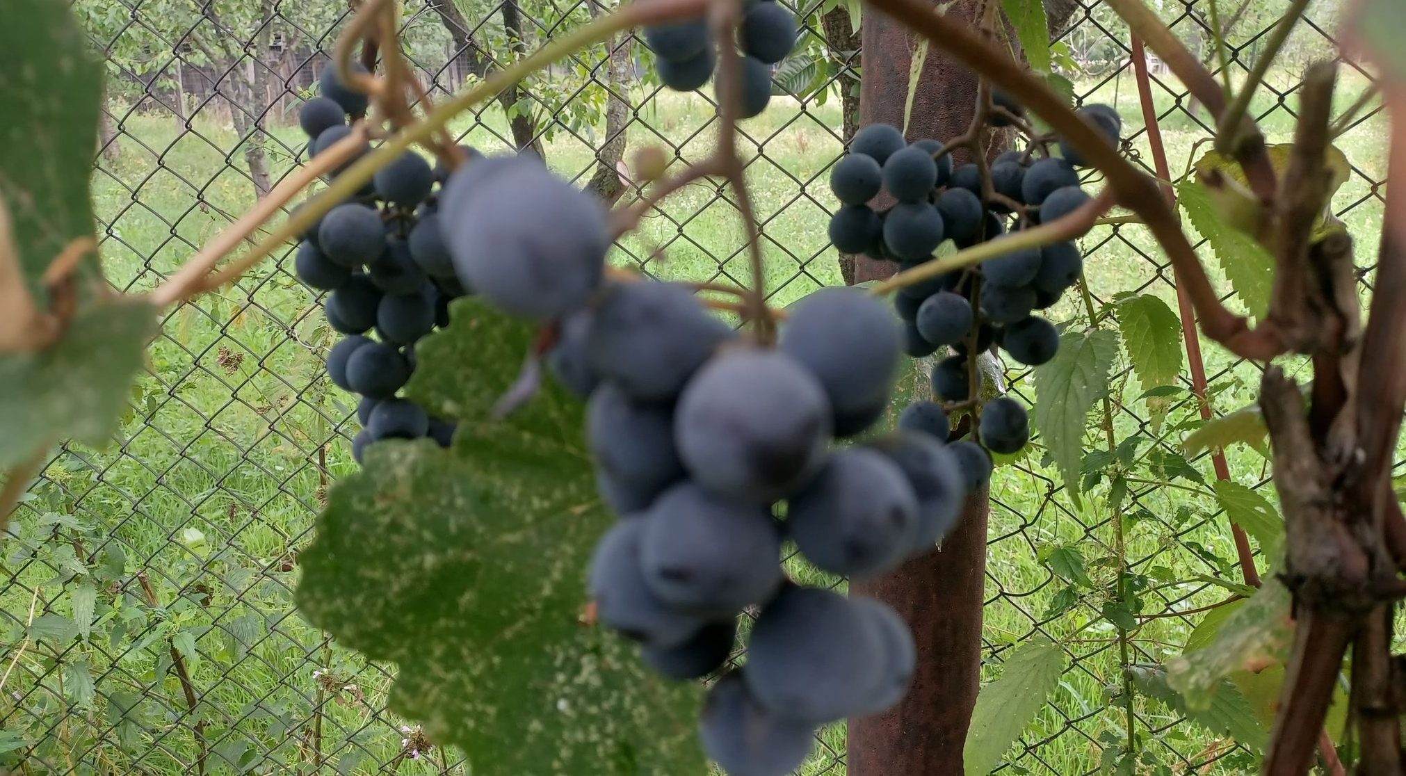 Începe culesul strugurilor de vin, dar lipseşte forţa de muncă