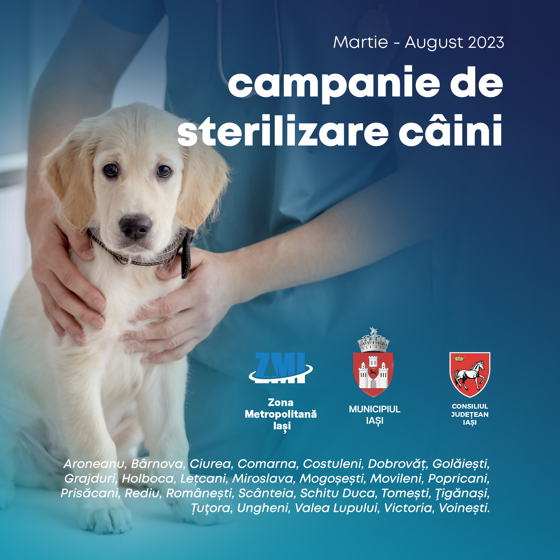 ADI ZMI demarează campania de sterilizare gratuită a câinilor fără stăpân, din localitățile zonei metropolitane