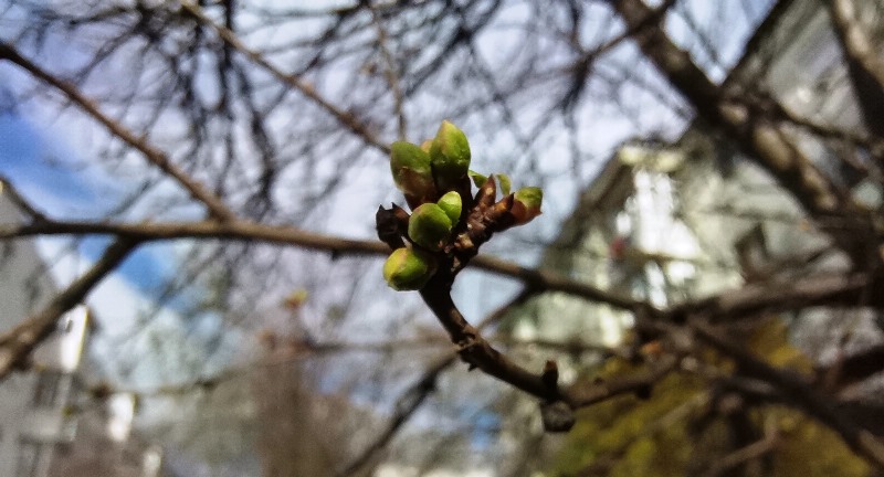 Primăvara astronomică începe astăzi, 20 martie, la ora 23.24. Prognoza meteo la început de săptămână