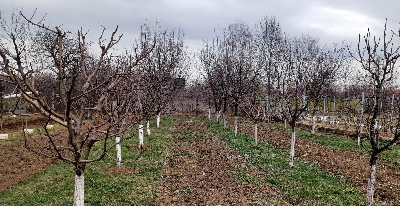  Începe „Luna Plantării Arborilor” în judeţul Vrancea