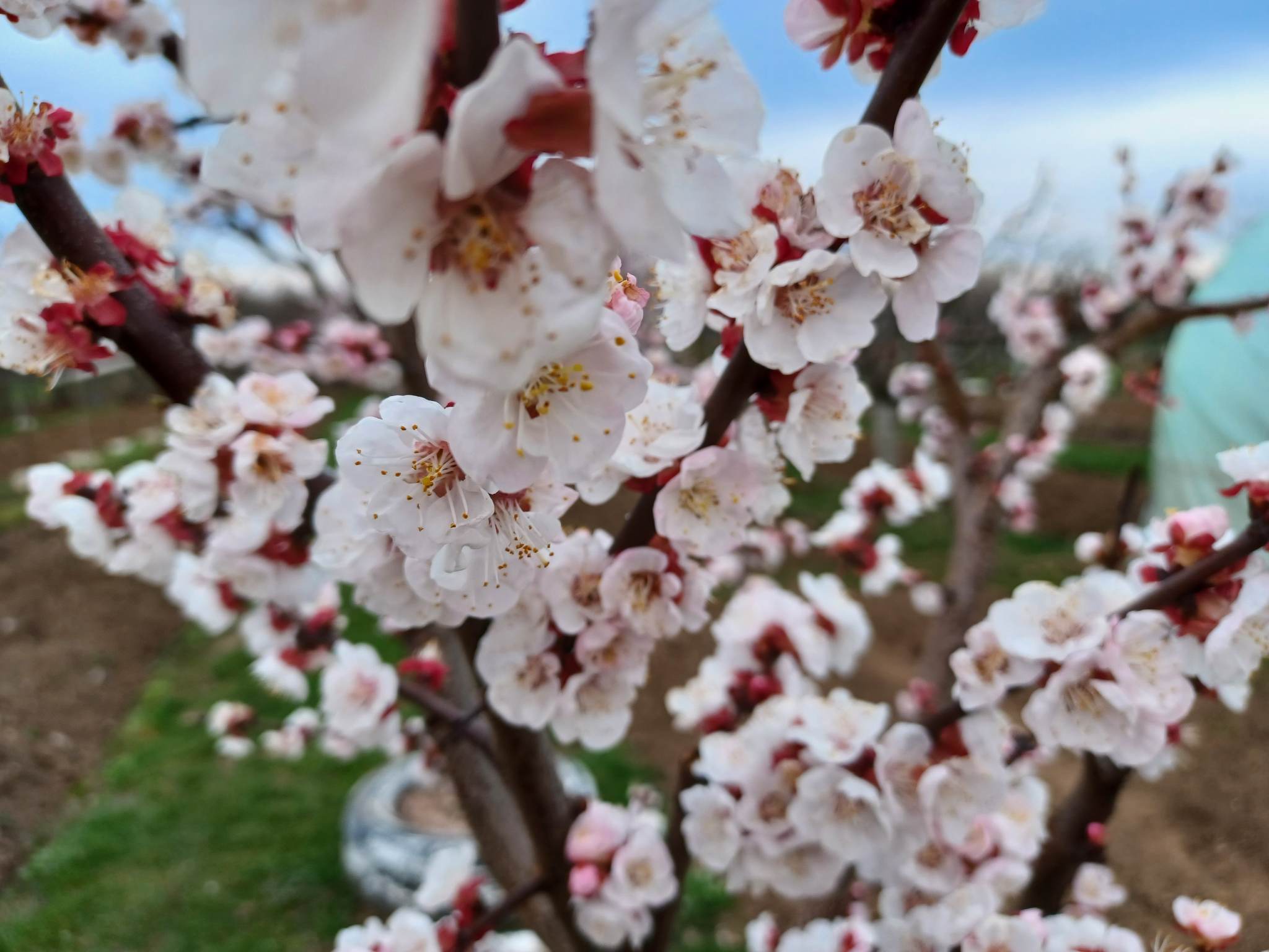 Vaslui: Peste 40 de producători şi instituţii publice participă la ediţia a şaptea a Serbării Florilor