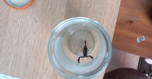 (AUDIO/FOTO) O persoană a fost înțepată de un scorpion, după ce a făcut cumpărături la un supermarket ieșean