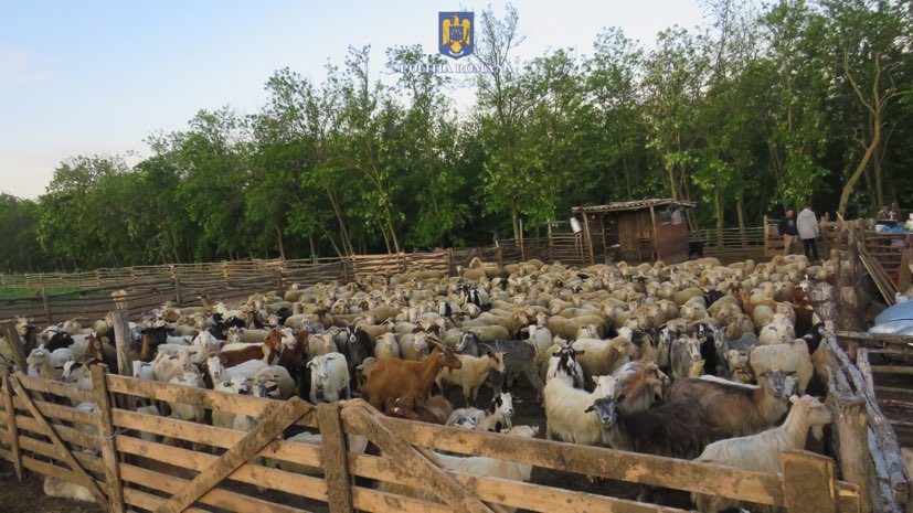 (AUDIO) Galați: Sute de ovine, furate dintr-o stână din Berești