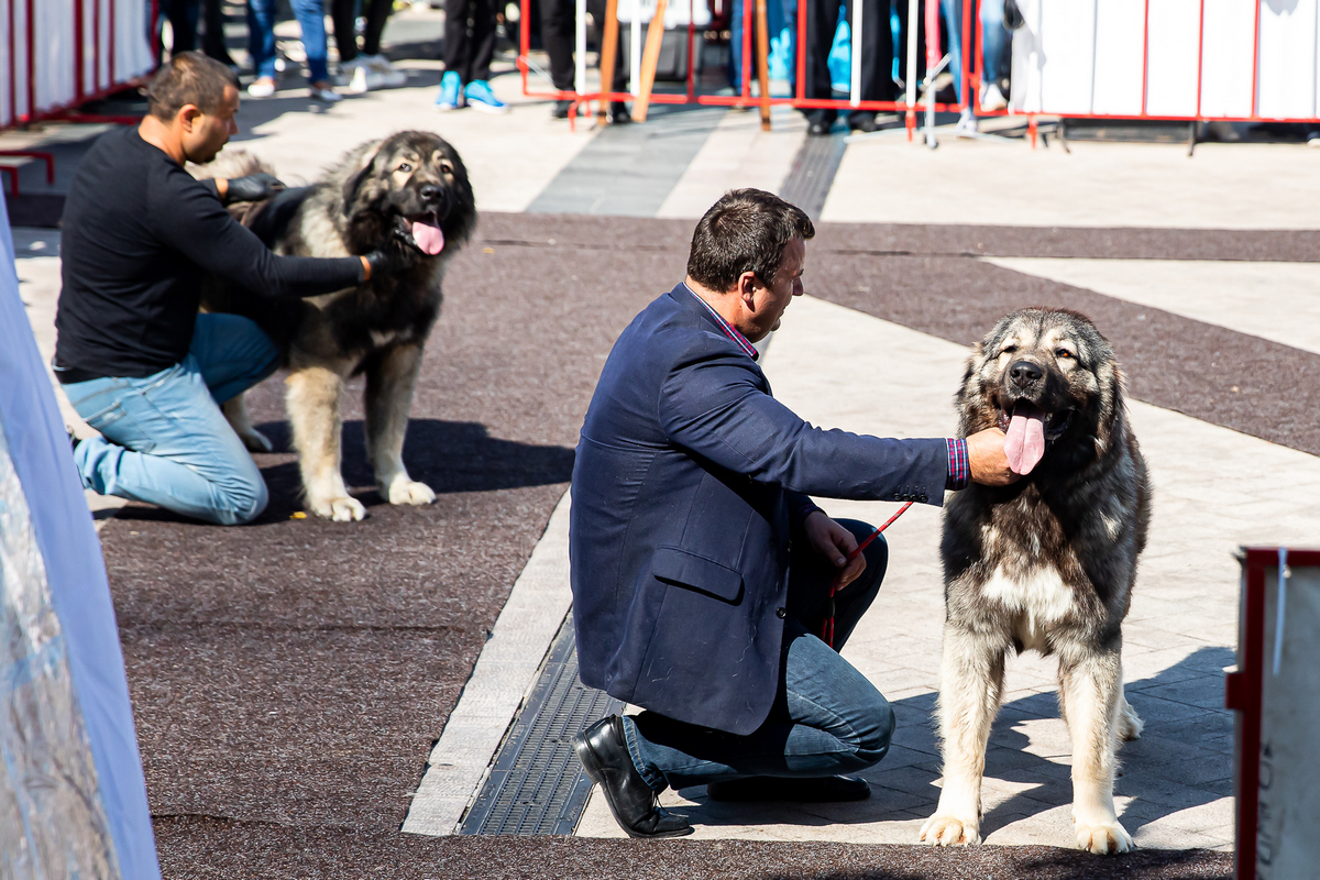 Iași: Pet Event, ediția a IX-a