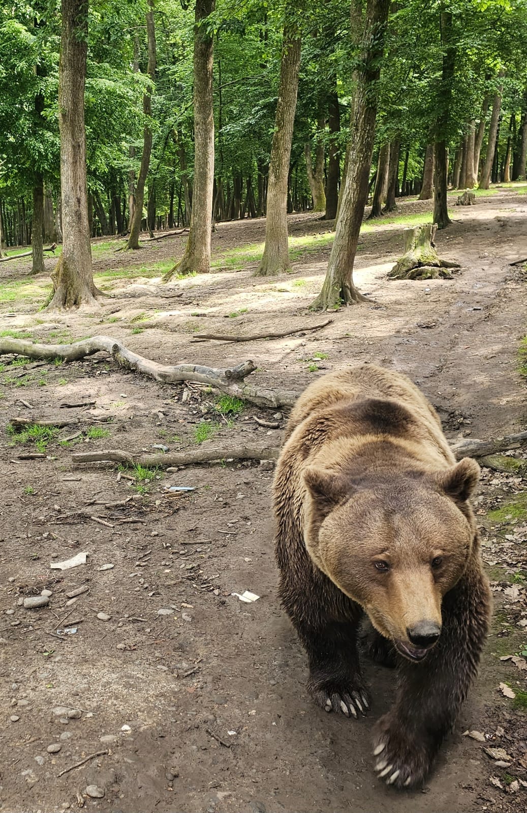 Vrancea: Ursoaică care a intrat în curtea unei familii la Vidra, împuşcată