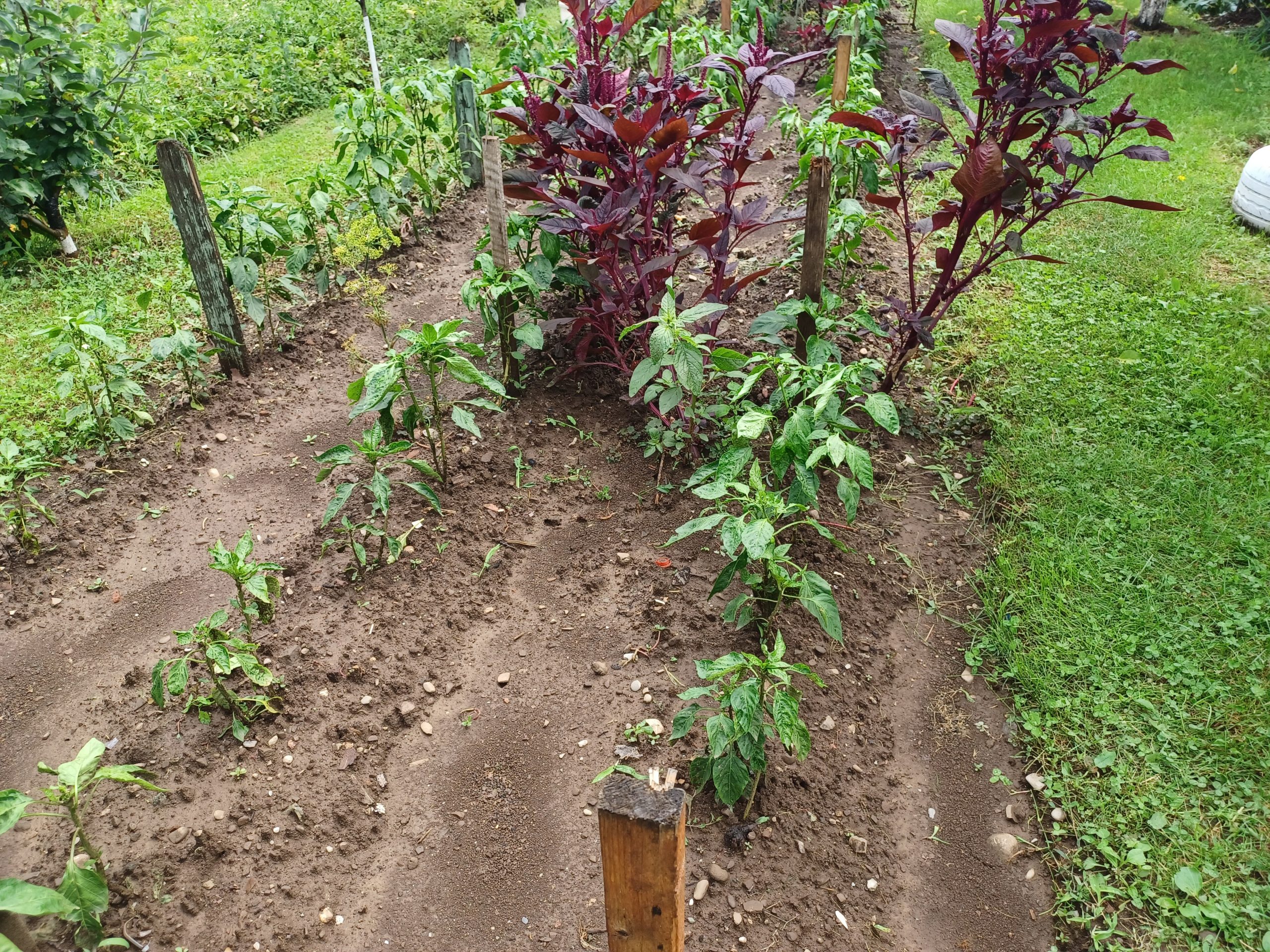 Recoltele europene de fructe şi legume sunt afectate de vremea haotică