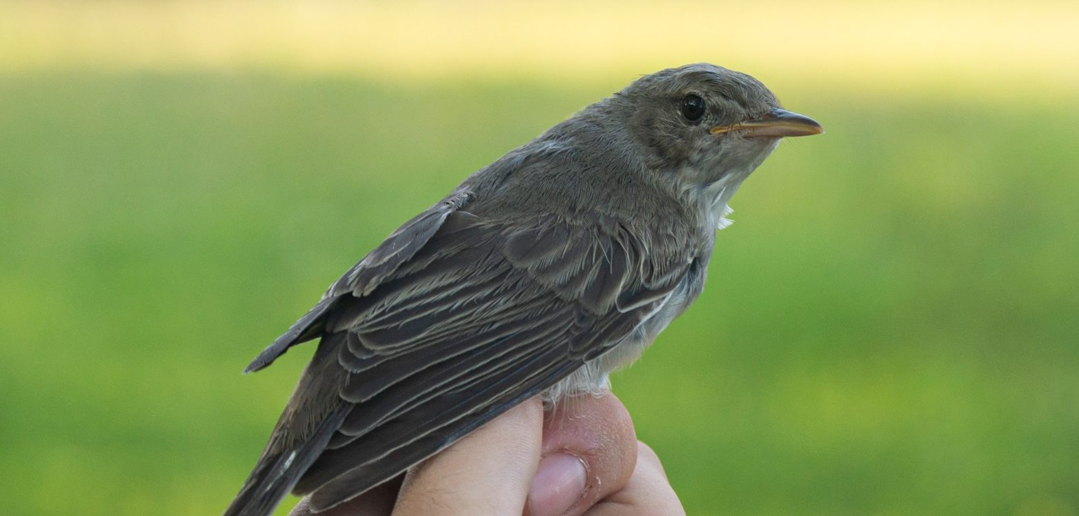 Fauna României a devenit mai bogată cu o specie de pasăre descoperită în rezervația Dunele Marine de la Agigea