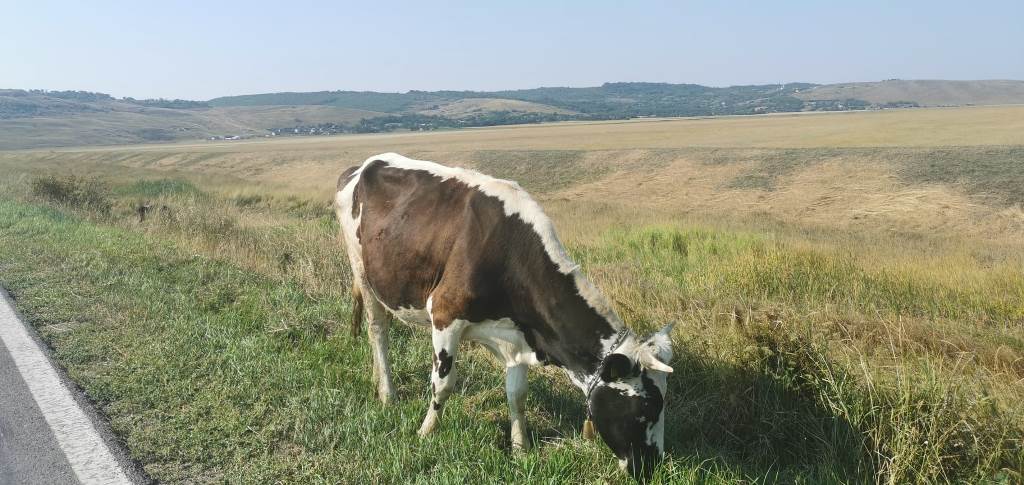 În judeţul Botoşani s-au înmulţit cazurile de animale cu rabie