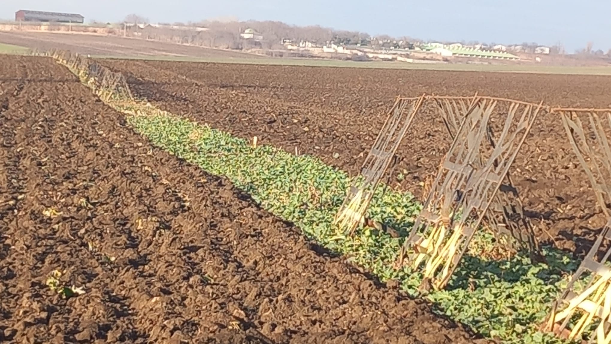 (FOTO) Iaşi: Au fost furate 40 de panouri parazăpezi amplasate pe terenul agricol din proximitatea DN 28, în Războieni