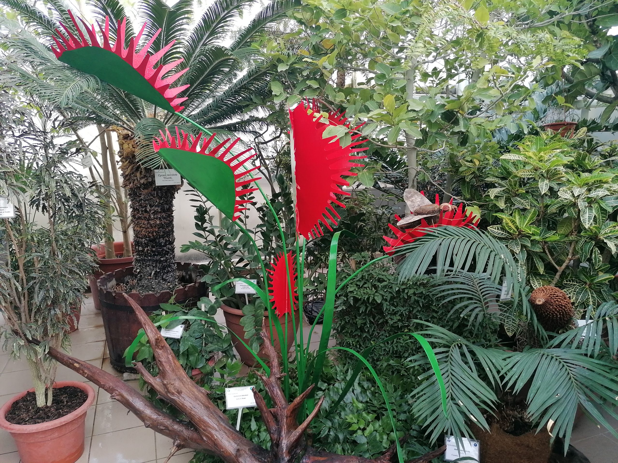 (AUDIO/FOTO) Grădina Botanică „Anastasie Fătu” din Iași găzduiește cea de-a 49-a ediție a Expoziției de Plante Exotice