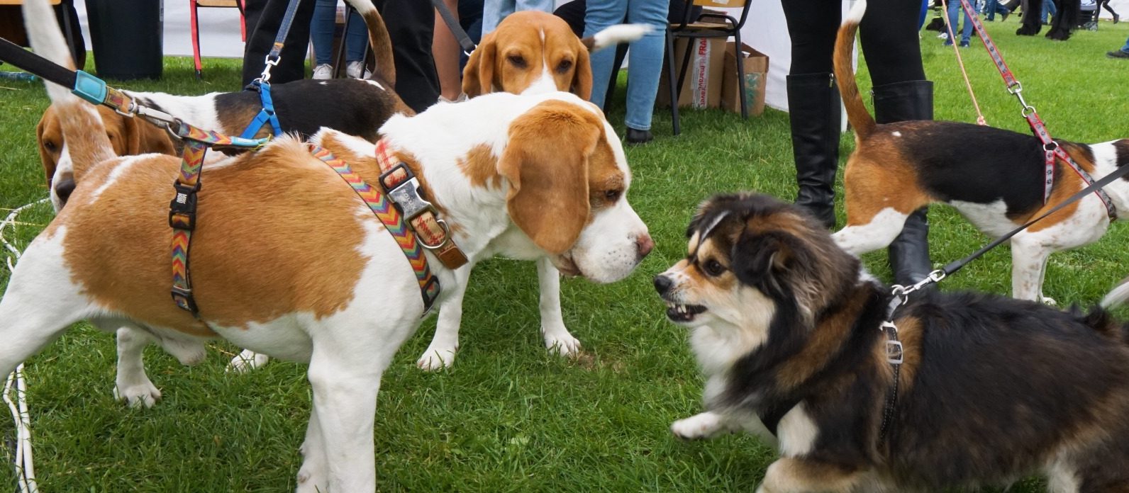 (FOTO) Iași: Universitatea de Științe ale Vieții organizează o nouă ediție a manifestării „Animal Fest”