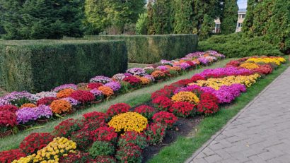 Grădina Botanică din Iași: Expoziția ”Flori de Toamnă”