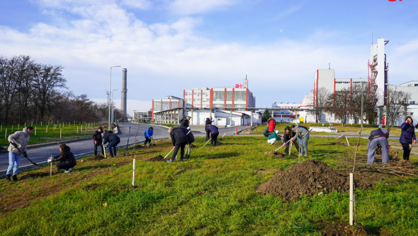 Angajații Antibiotice Iași au plantat 500 de arbori