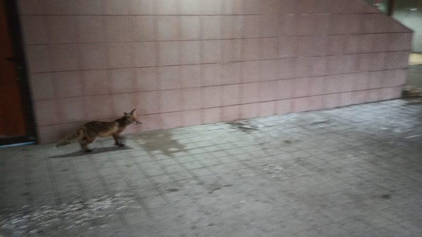 (AUDIO/FOTO) O vulpe a fost surprinsă în zona urbană a Iașului